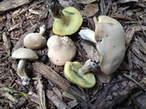Boletus pallidus image
