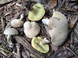 Boletus pallidus image