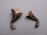 Gomphus ludovicianus image