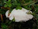 Agaricus andrewii image