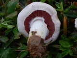 Agaricus andrewii image