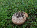 Calvatia cyathiformis image