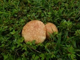 Calvatia cyathiformis image