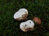 Calvatia cyathiformis image
