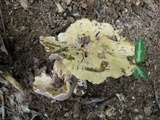 Gomphus ludovicianus image
