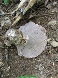 Gomphus ludovicianus image