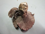 Gomphus ludovicianus image