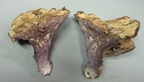 Gomphus ludovicianus image