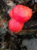 Hygrocybe punicea image