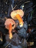 Hygrocybe punicea image