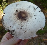 Agaricus vinosobrunneofumidus image