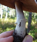 Agaricus vinosobrunneofumidus image