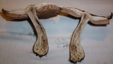 Agaricus vinosobrunneofumidus image