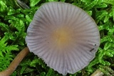 Hygrocybe mephitica image