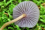 Hygrocybe mephitica image