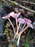 Laccaria amethystina image