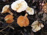 Lactarius salmoneus image