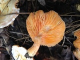Lactarius salmoneus image