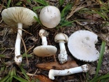 Amanita porphyria image