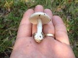 Amanita porphyria image
