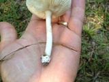 Amanita porphyria image