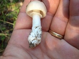 Amanita porphyria image