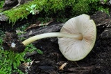 Pluteus leoninus image