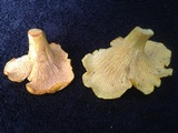 Cantharellus flavus image