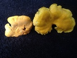 Cantharellus flavus image