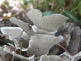 Trametes hirsuta image
