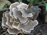 Trametes hirsuta image