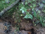Suillus americanus image