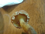 Suillus americanus image