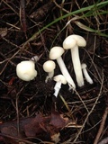 Cuphophyllus borealis image