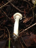 Cuphophyllus borealis image