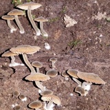 Simocybe centunculus var. centunculus image