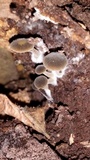 Simocybe centunculus var. centunculus image