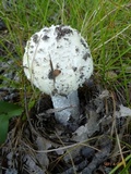 Amanita canescens image