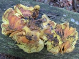 Pseudomerulius curtisii image