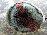 Pseudomerulius curtisii image