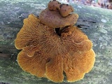 Pseudomerulius curtisii image