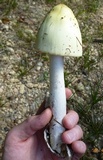 Amanita williamsiae image