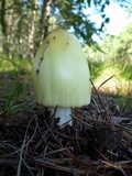 Amanita williamsiae image