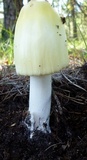 Amanita williamsiae image