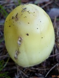 Amanita williamsiae image