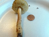 Leccinum longicurvipes image