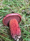 Butyriboletus frostii image