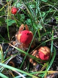 Calostoma cinnabarinum image