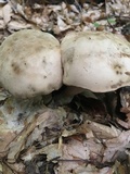 Caloboletus firmus image
