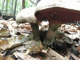 Caloboletus firmus image